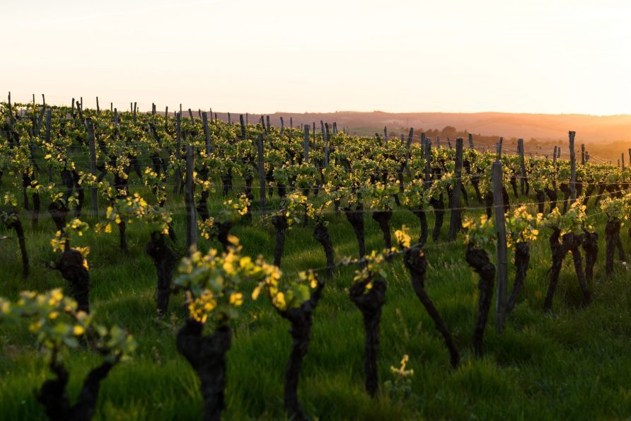 Le Vignoble de Quincy : un joyau viticole du Berry
